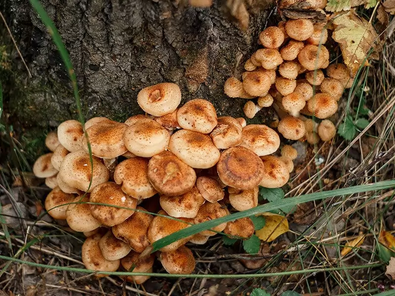 Honey Mushroom