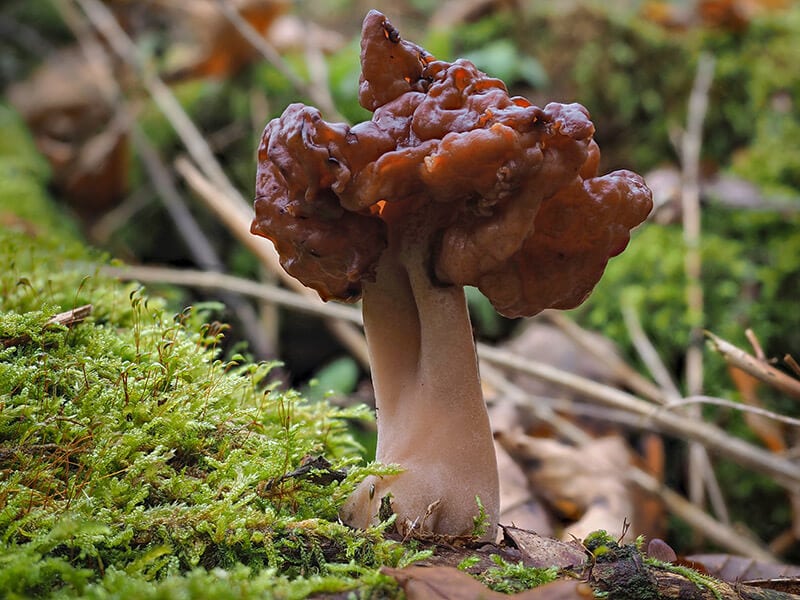 Hooded False Morel