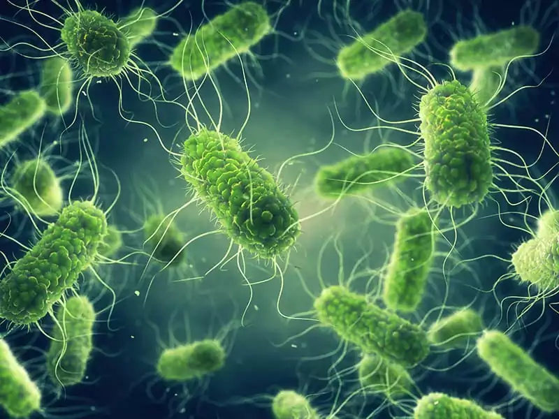 Illustration Salmonella Bacteria