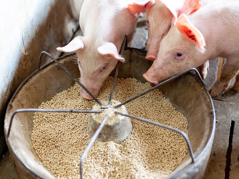 Improved Pig Feed