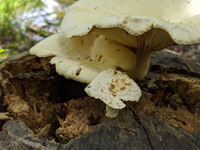 Ivory Funnel