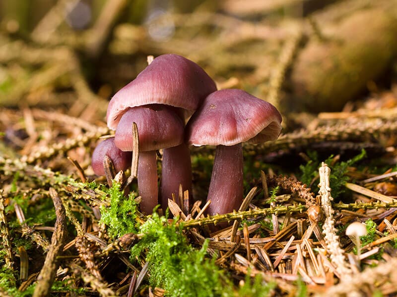 Lilac Bonnet