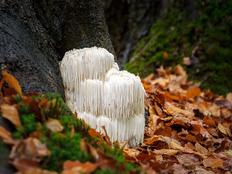 Lions Mane