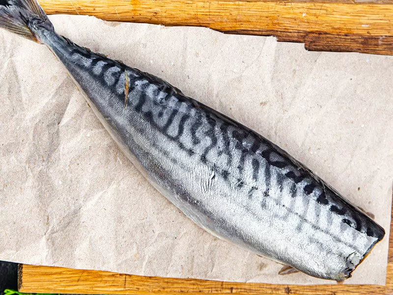 Mackerel Fish