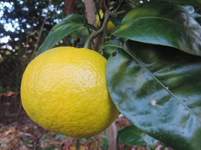 Marsh Seedless Grapefruit