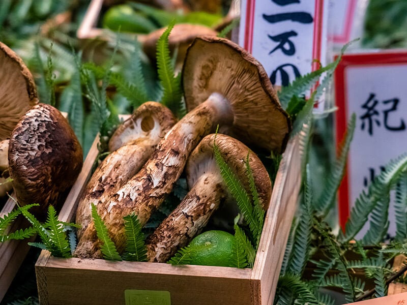 Matsutake Tricholoma