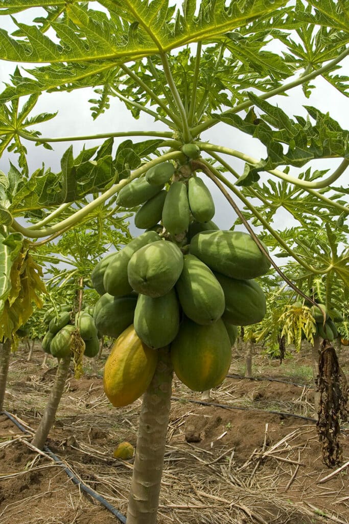 Mexican Papaya