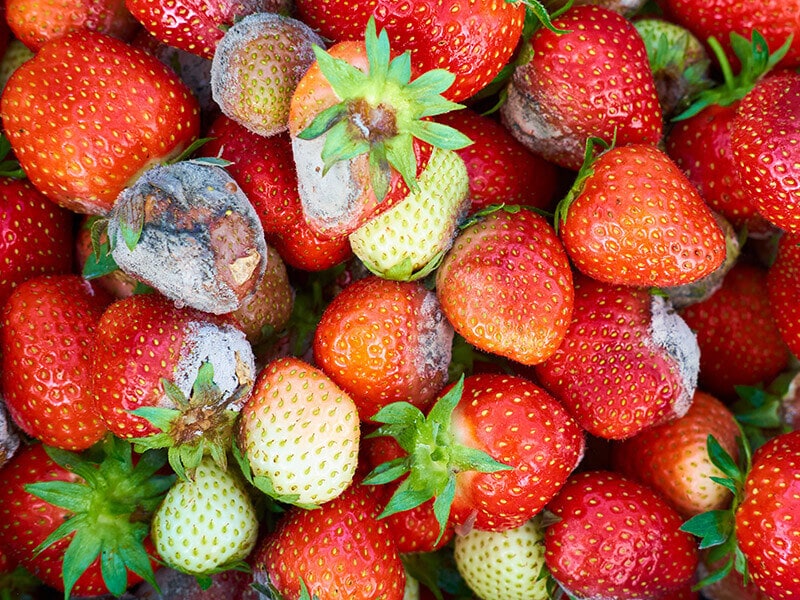 Mold Strawberries