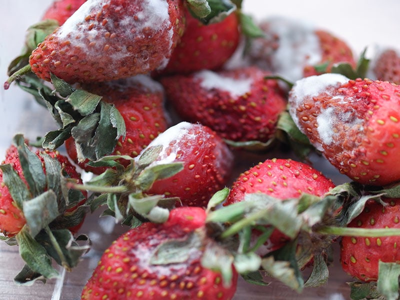 Mold Strawberries