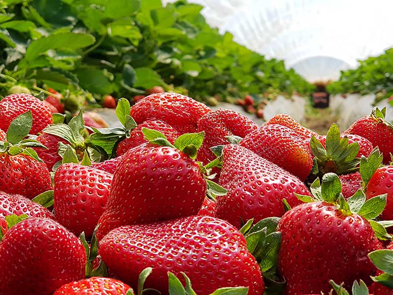 Non Organic Strawberries