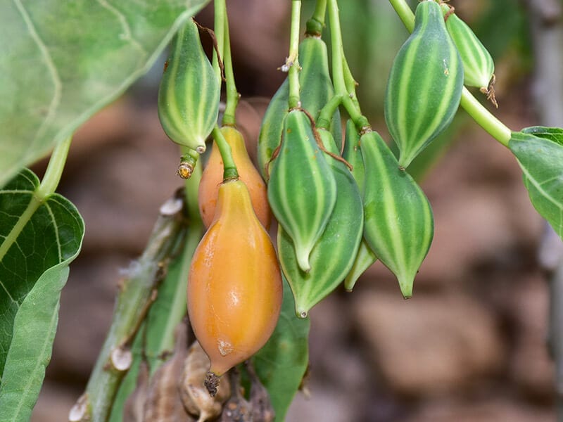 Oak Leaved Papaya