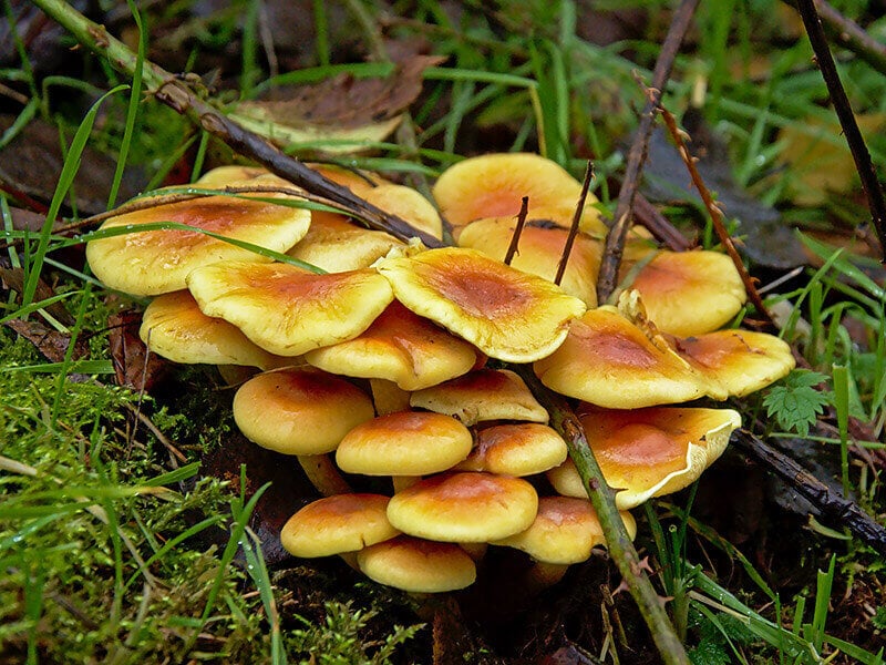 Omphalotus Olearius