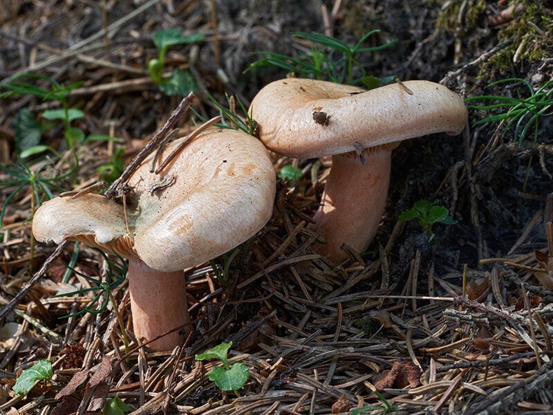 Orange Milkcap