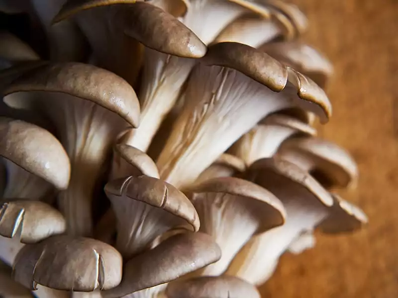 Oyster Mushroom