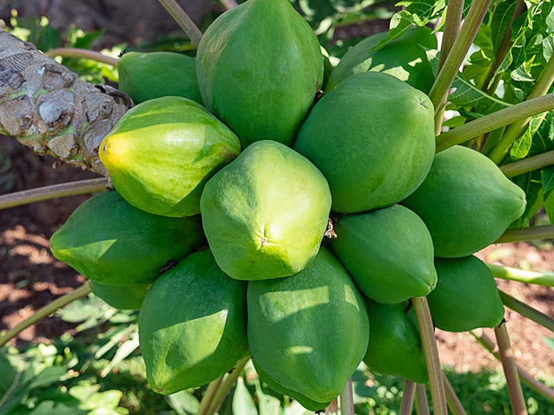 Papaya Fruit 