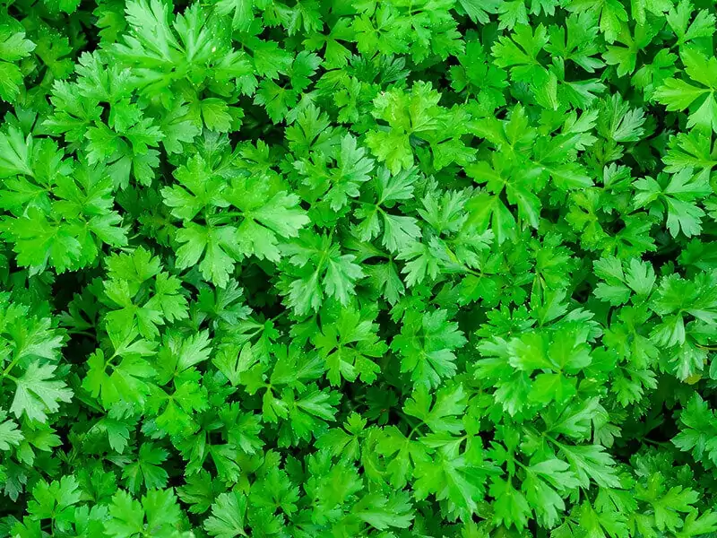 Parsley Grows