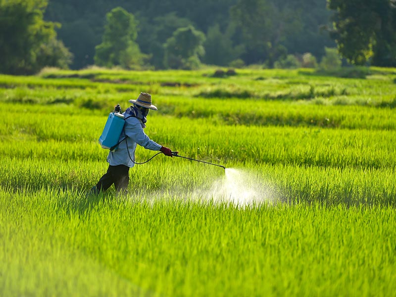 Pesticides Rice