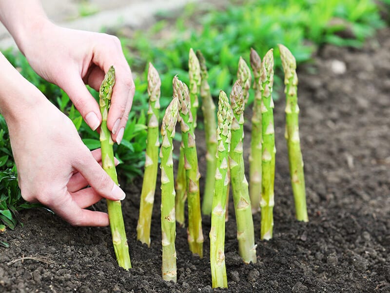 Planting Asparagus