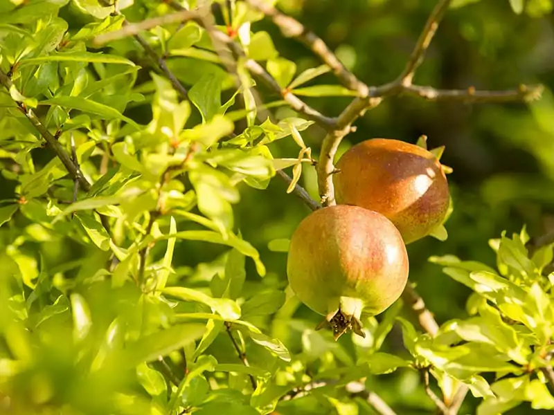 Pomegranate Is Ready For Picking