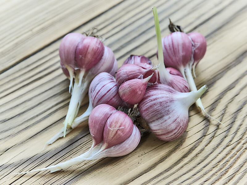 Purple Stripe Garlic