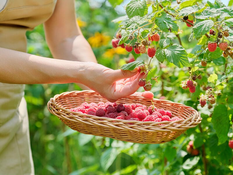 Raspberries Garden