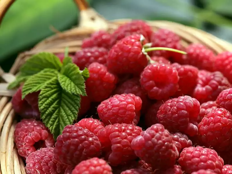 Raspberry Basket