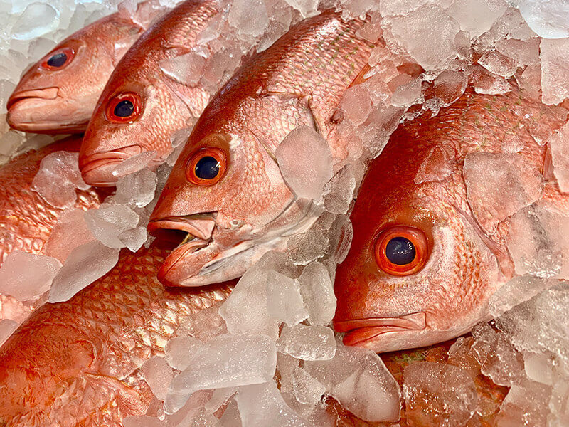 Red Snapper