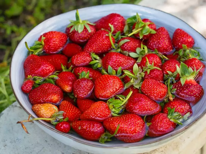 Ripe Strawberries Big