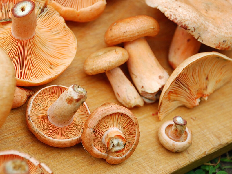 Saffron Milkcap