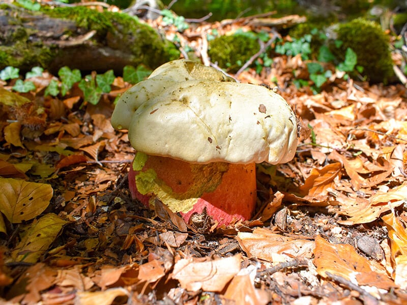 Satans Bolete