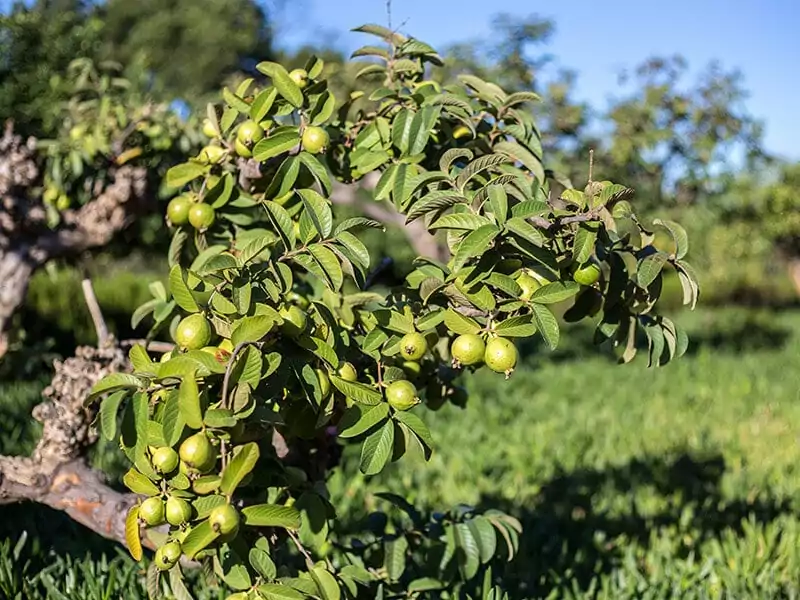 Southern Florida