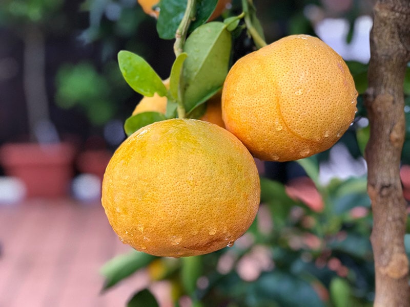 Star Ruby Grapefruit