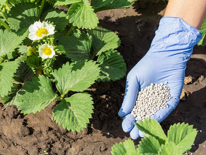 Strawberries Farmer