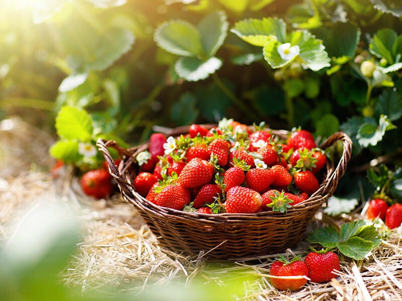 Strawberry Field