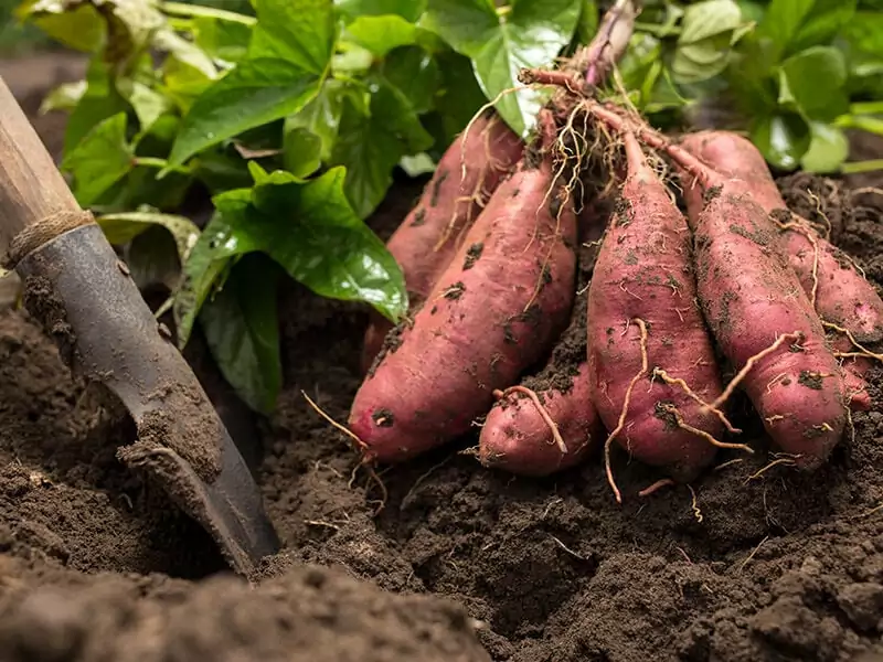 Sweet Potato Root  