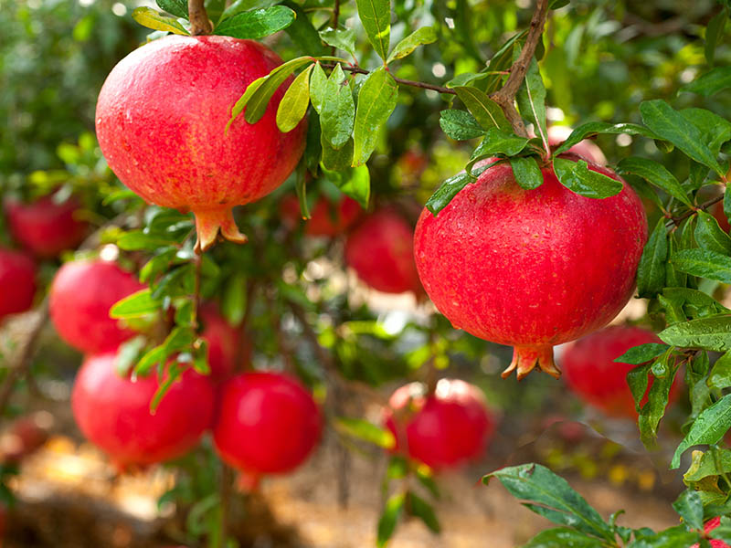 The Pomegranates Color
