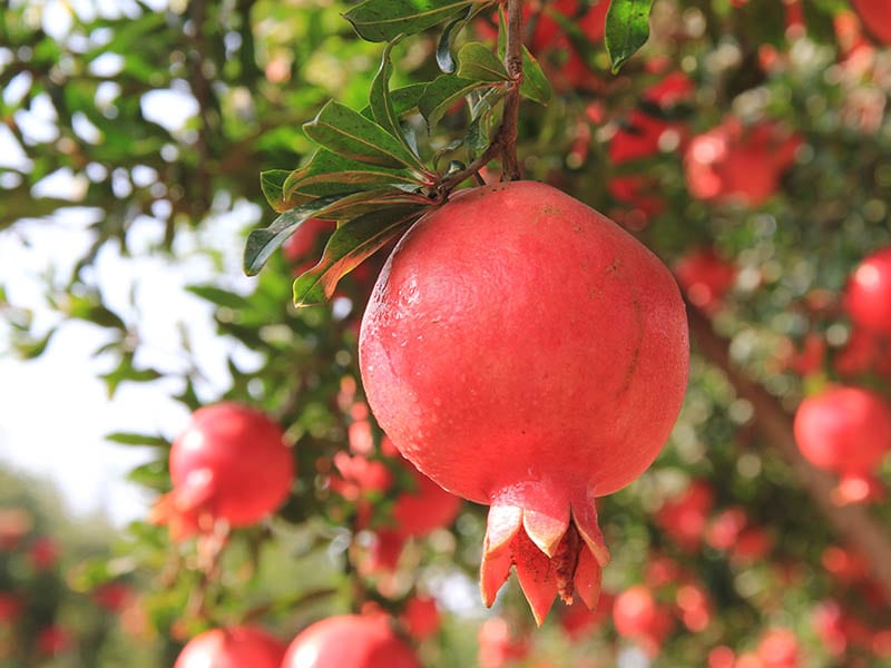 To Pick A Pomegranate