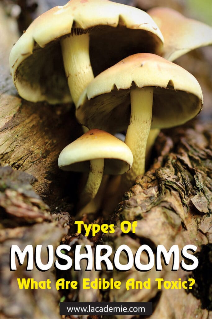 Types Of Mushrooms