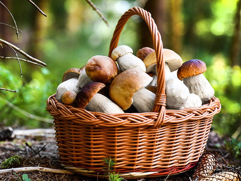 Types Of Mushrooms