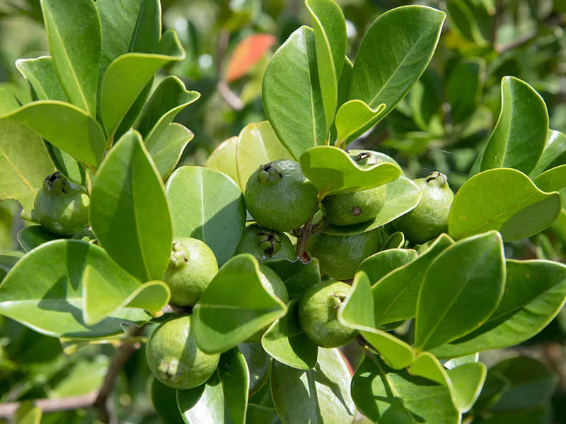 Unripe To Semi Ripe Guava