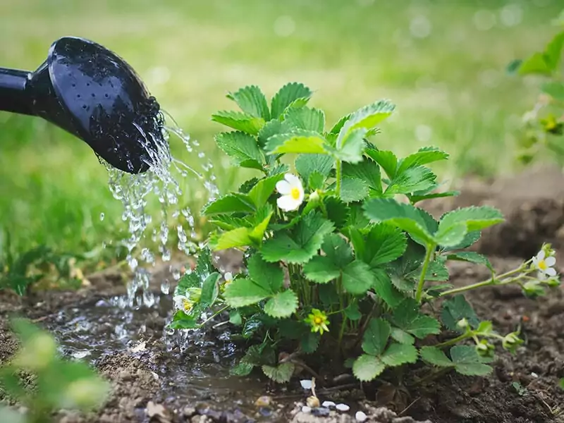 Water Strawberries