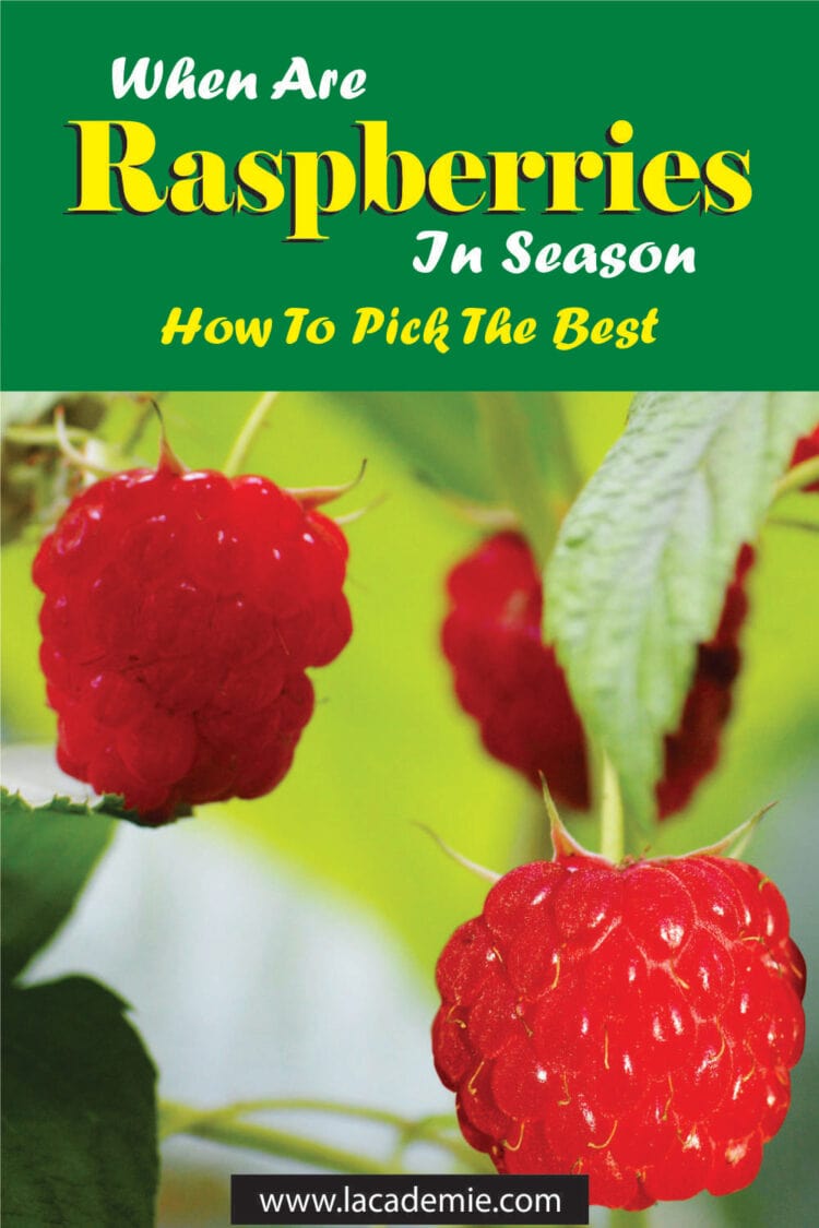 When Are Raspberries in Season? 2024 Seasonal Guide