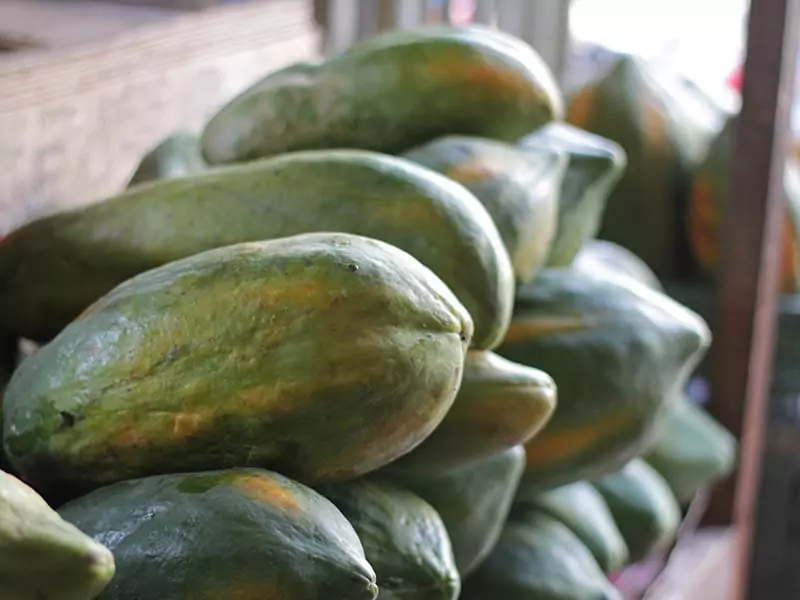 Whole Unripe Papaya