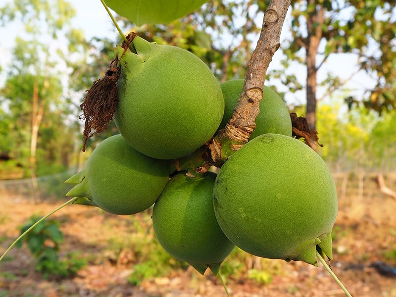 Wild Guava