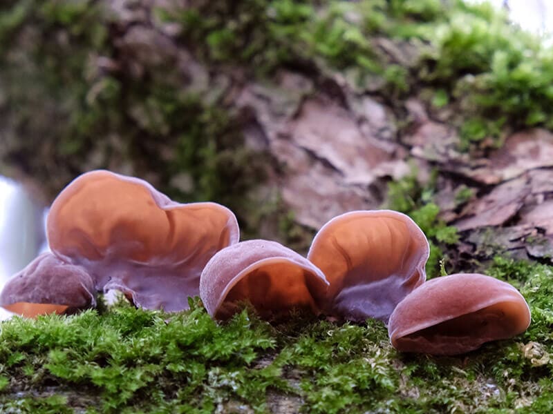 Wood Ear