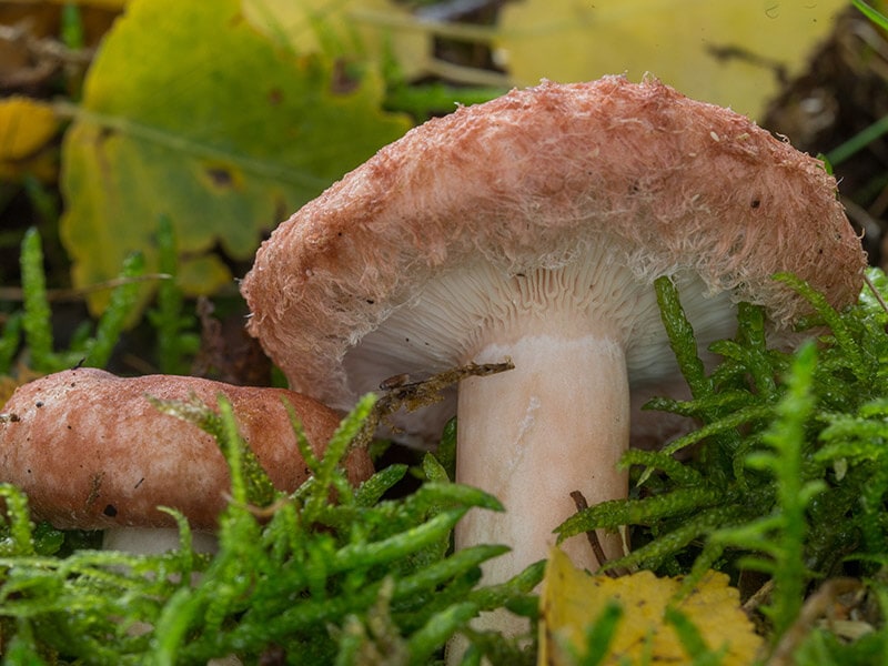 Woolly Milkcap