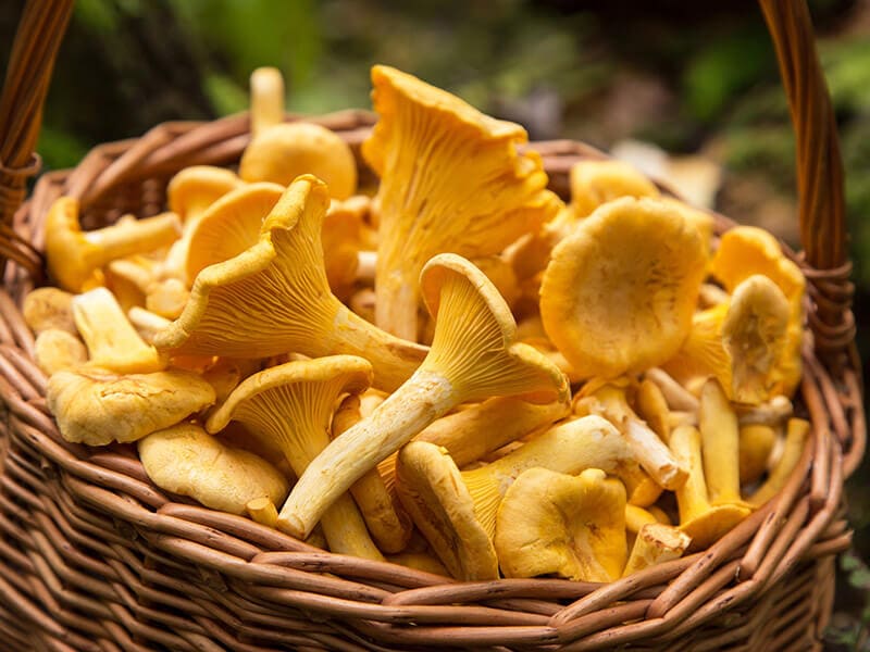 Yellow Chanterelle