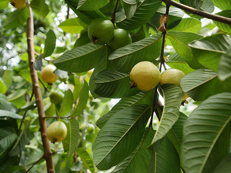 Yellow Green Guava