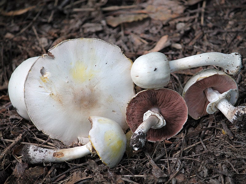 Yellow Staining Mushroom