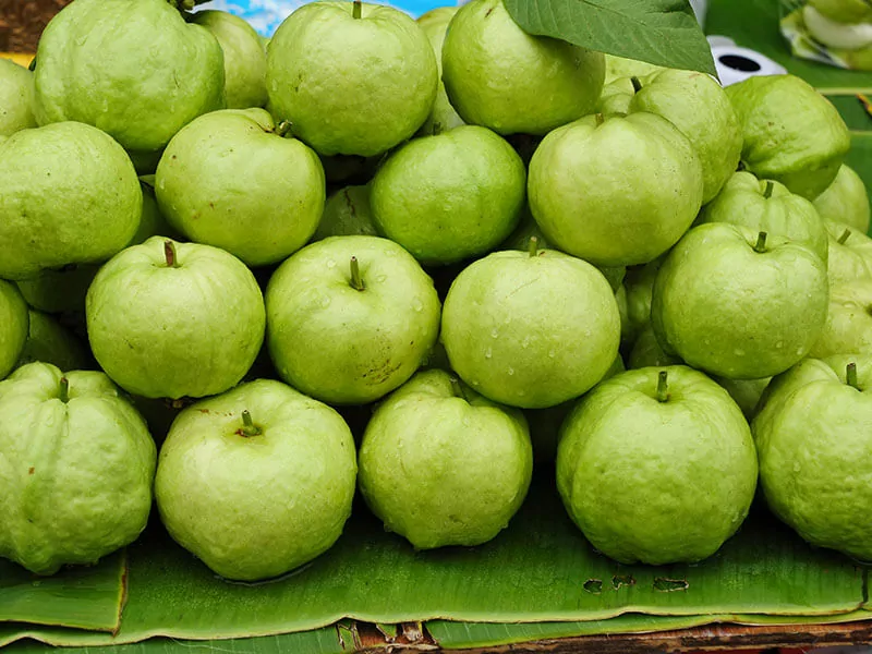 Fresh Guava